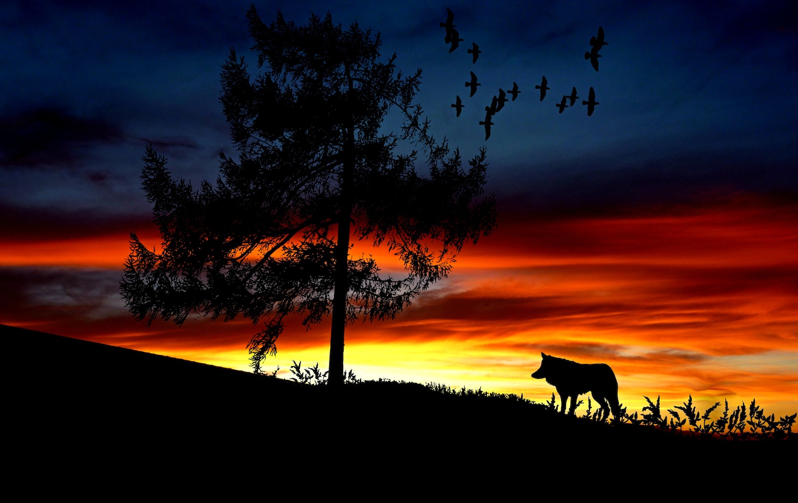 61+ Best Wolf Quotes 61+ Best Wolf Quotes